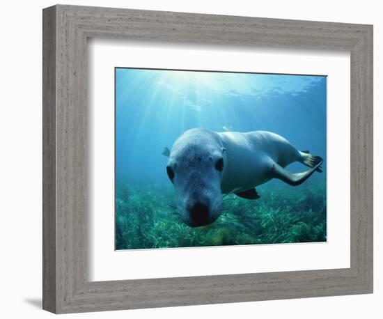 Sea lion-Gary Bell-Framed Photographic Print