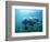 Sea lion-Gary Bell-Framed Photographic Print