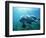 Sea lion-Gary Bell-Framed Photographic Print