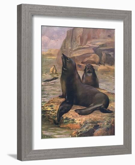 Sea Lions 1909-Cuthbert Swan-Framed Art Print