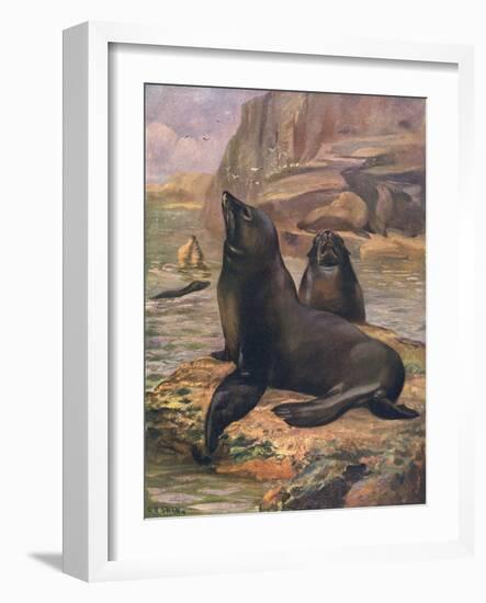 Sea Lions 1909-Cuthbert Swan-Framed Art Print