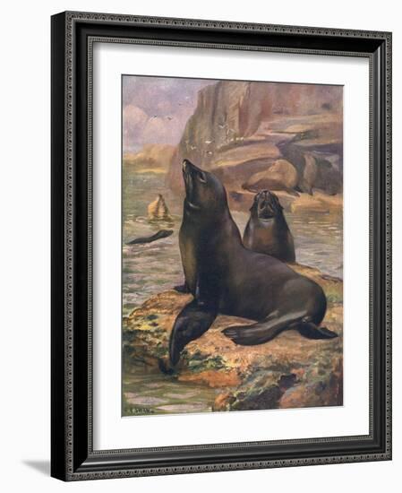 Sea Lions 1909-Cuthbert Swan-Framed Art Print