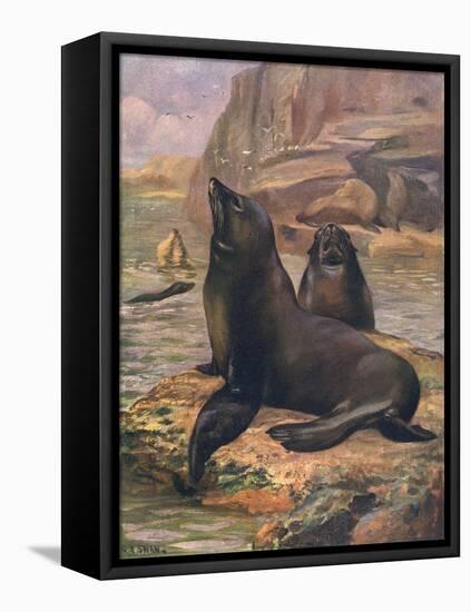 Sea Lions 1909-Cuthbert Swan-Framed Stretched Canvas
