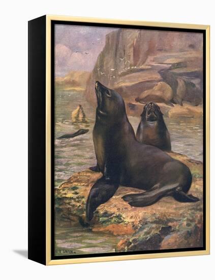 Sea Lions 1909-Cuthbert Swan-Framed Stretched Canvas