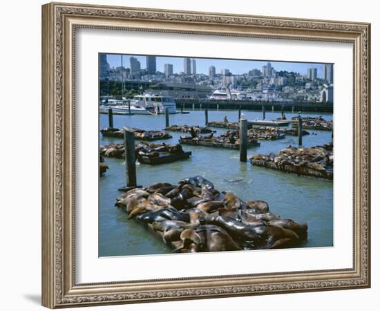 Sea Lions by Pier 39 Near Fisherman's Wharf, with City Skyline Beyond, San Francisco, USA-Christopher Rennie-Framed Photographic Print