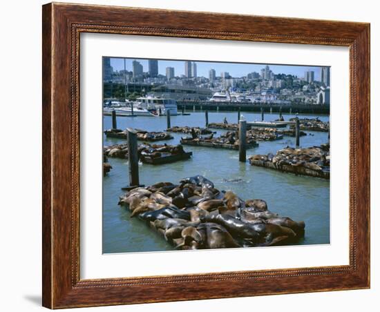 Sea Lions by Pier 39 Near Fisherman's Wharf, with City Skyline Beyond, San Francisco, USA-Christopher Rennie-Framed Photographic Print