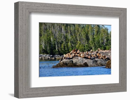 Sea Lions in Great Bear Rainforest, British Columbia, Canada, North America-Bhaskar Krishnamurthy-Framed Photographic Print