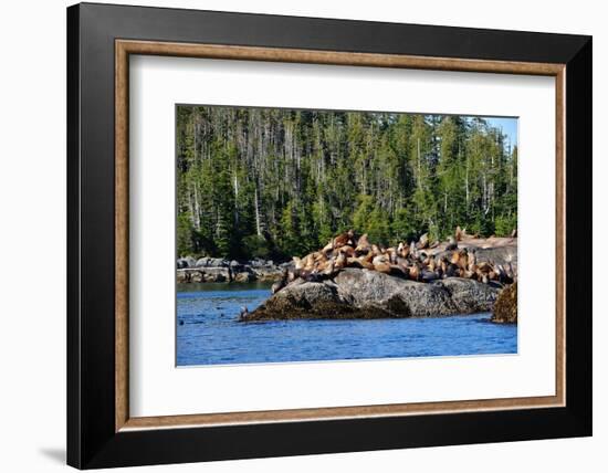 Sea Lions in Great Bear Rainforest, British Columbia, Canada, North America-Bhaskar Krishnamurthy-Framed Photographic Print