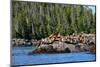 Sea Lions in Great Bear Rainforest, British Columbia, Canada, North America-Bhaskar Krishnamurthy-Mounted Photographic Print