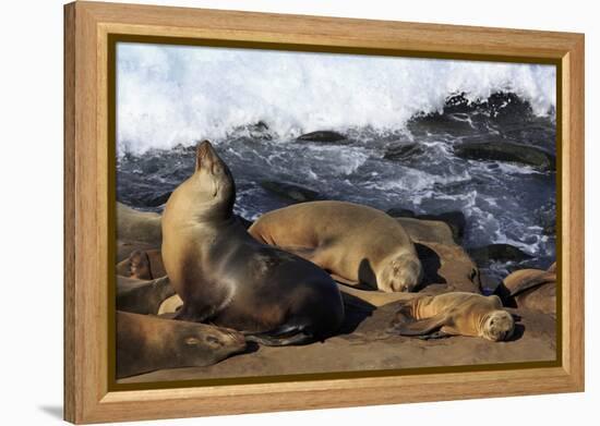 Sea lions, La Jolla, San Diego, California, United States of America, North America-Richard Cummins-Framed Premier Image Canvas