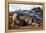 Sea lions, La Jolla, San Diego, California, United States of America, North America-Richard Cummins-Framed Premier Image Canvas