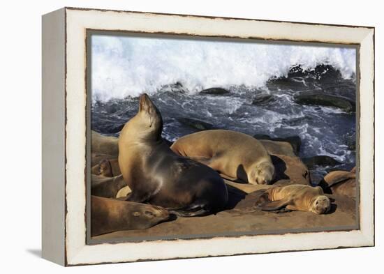 Sea lions, La Jolla, San Diego, California, United States of America, North America-Richard Cummins-Framed Premier Image Canvas