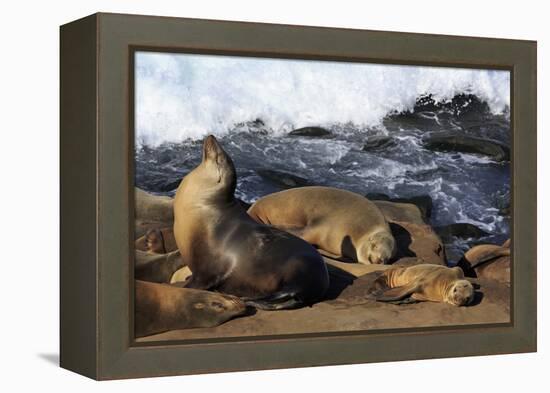 Sea lions, La Jolla, San Diego, California, United States of America, North America-Richard Cummins-Framed Premier Image Canvas