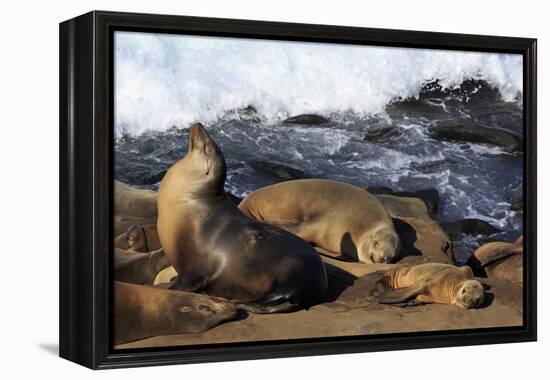 Sea lions, La Jolla, San Diego, California, United States of America, North America-Richard Cummins-Framed Premier Image Canvas