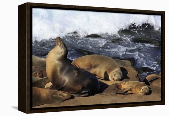 Sea lions, La Jolla, San Diego, California, United States of America, North America-Richard Cummins-Framed Premier Image Canvas