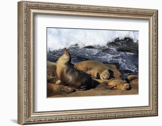 Sea lions, La Jolla, San Diego, California, United States of America, North America-Richard Cummins-Framed Photographic Print