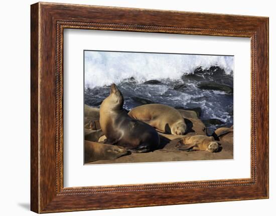 Sea lions, La Jolla, San Diego, California, United States of America, North America-Richard Cummins-Framed Photographic Print