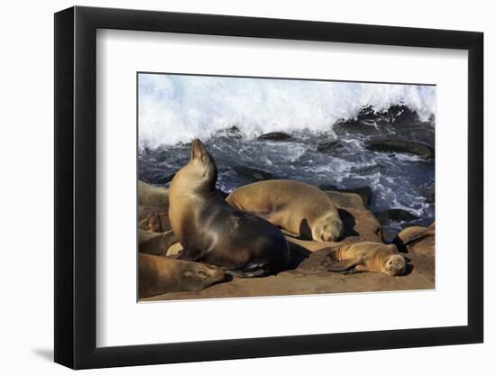 Sea lions, La Jolla, San Diego, California, United States of America, North America-Richard Cummins-Framed Photographic Print