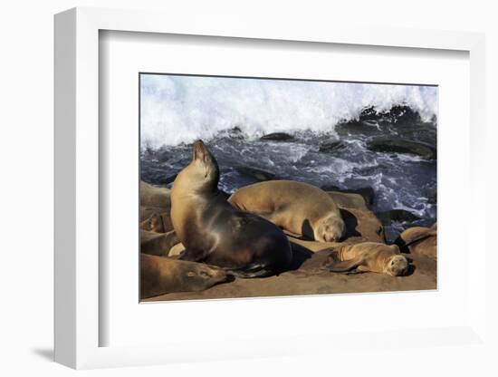 Sea lions, La Jolla, San Diego, California, United States of America, North America-Richard Cummins-Framed Photographic Print