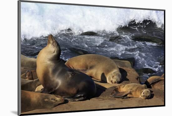 Sea lions, La Jolla, San Diego, California, United States of America, North America-Richard Cummins-Mounted Photographic Print