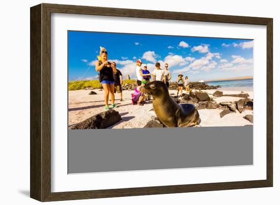 Sea lions on Floreana Island, Galapagos Islands, Ecuador, South America-Laura Grier-Framed Photographic Print