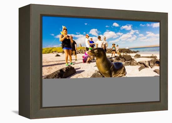 Sea lions on Floreana Island, Galapagos Islands, Ecuador, South America-Laura Grier-Framed Premier Image Canvas