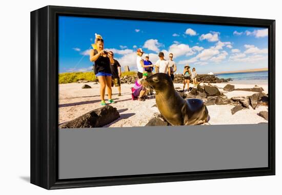 Sea lions on Floreana Island, Galapagos Islands, Ecuador, South America-Laura Grier-Framed Premier Image Canvas