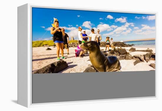 Sea lions on Floreana Island, Galapagos Islands, Ecuador, South America-Laura Grier-Framed Premier Image Canvas