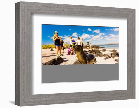 Sea lions on Floreana Island, Galapagos Islands, Ecuador, South America-Laura Grier-Framed Photographic Print