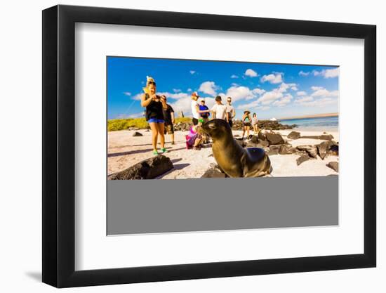 Sea lions on Floreana Island, Galapagos Islands, Ecuador, South America-Laura Grier-Framed Photographic Print