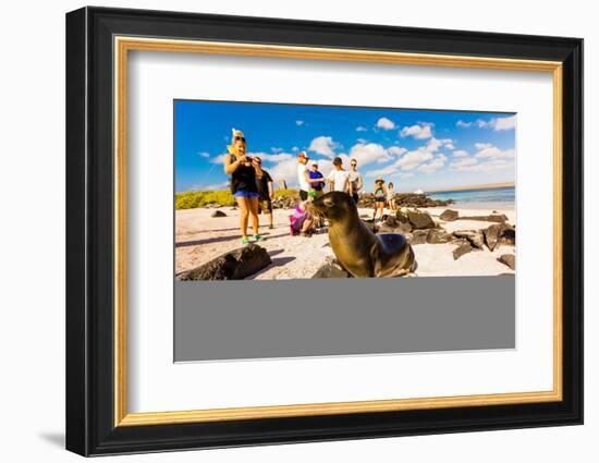 Sea lions on Floreana Island, Galapagos Islands, Ecuador, South America-Laura Grier-Framed Photographic Print