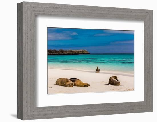 Sea lions on Floreana Island, Galapagos Islands, UNESCO World Heritage Site, Ecuador, South America-Laura Grier-Framed Photographic Print