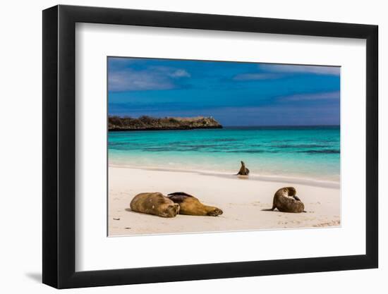 Sea lions on Floreana Island, Galapagos Islands, UNESCO World Heritage Site, Ecuador, South America-Laura Grier-Framed Photographic Print