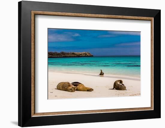 Sea lions on Floreana Island, Galapagos Islands, UNESCO World Heritage Site, Ecuador, South America-Laura Grier-Framed Photographic Print