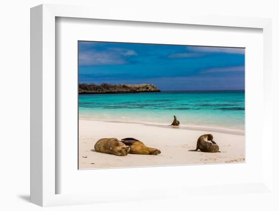 Sea lions on Floreana Island, Galapagos Islands, UNESCO World Heritage Site, Ecuador, South America-Laura Grier-Framed Photographic Print