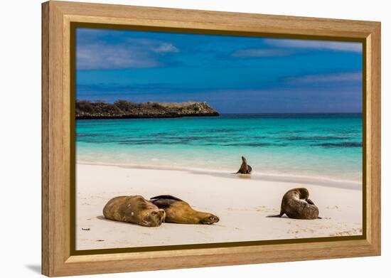 Sea lions on Floreana Island, Galapagos Islands, UNESCO World Heritage Site, Ecuador, South America-Laura Grier-Framed Premier Image Canvas