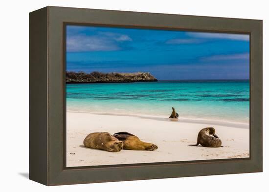 Sea lions on Floreana Island, Galapagos Islands, UNESCO World Heritage Site, Ecuador, South America-Laura Grier-Framed Premier Image Canvas