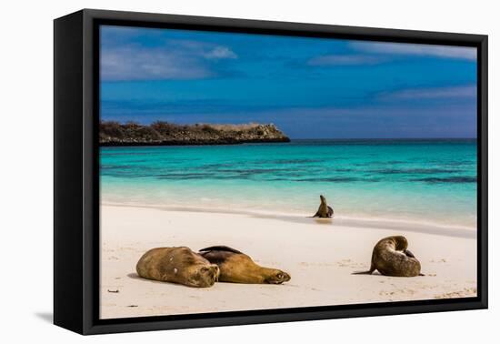 Sea lions on Floreana Island, Galapagos Islands, UNESCO World Heritage Site, Ecuador, South America-Laura Grier-Framed Premier Image Canvas