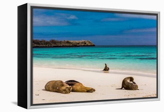 Sea lions on Floreana Island, Galapagos Islands, UNESCO World Heritage Site, Ecuador, South America-Laura Grier-Framed Premier Image Canvas