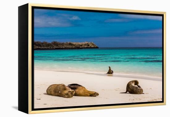 Sea lions on Floreana Island, Galapagos Islands, UNESCO World Heritage Site, Ecuador, South America-Laura Grier-Framed Premier Image Canvas