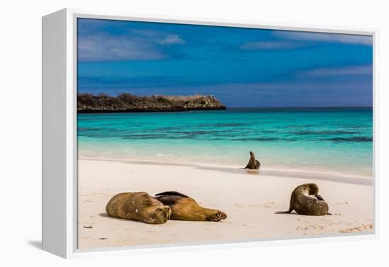 Sea lions on Floreana Island, Galapagos Islands, UNESCO World Heritage Site, Ecuador, South America-Laura Grier-Framed Premier Image Canvas