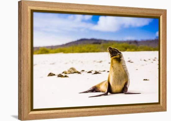 Sea lions on Floreana Island, Galapagos Islands, UNESCO World Heritage Site, Ecuador, South America-Laura Grier-Framed Premier Image Canvas