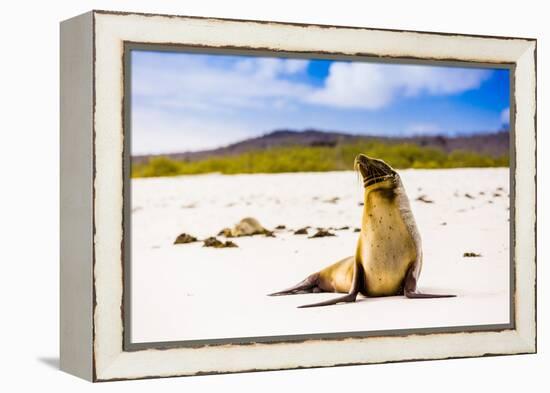 Sea lions on Floreana Island, Galapagos Islands, UNESCO World Heritage Site, Ecuador, South America-Laura Grier-Framed Premier Image Canvas