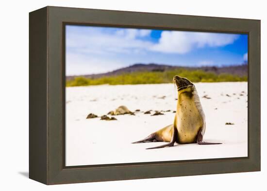 Sea lions on Floreana Island, Galapagos Islands, UNESCO World Heritage Site, Ecuador, South America-Laura Grier-Framed Premier Image Canvas