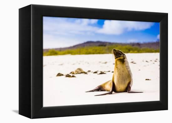 Sea lions on Floreana Island, Galapagos Islands, UNESCO World Heritage Site, Ecuador, South America-Laura Grier-Framed Premier Image Canvas