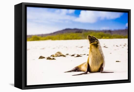 Sea lions on Floreana Island, Galapagos Islands, UNESCO World Heritage Site, Ecuador, South America-Laura Grier-Framed Premier Image Canvas