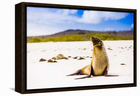 Sea lions on Floreana Island, Galapagos Islands, UNESCO World Heritage Site, Ecuador, South America-Laura Grier-Framed Premier Image Canvas