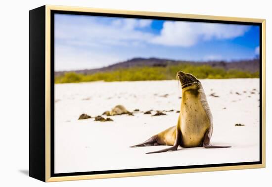 Sea lions on Floreana Island, Galapagos Islands, UNESCO World Heritage Site, Ecuador, South America-Laura Grier-Framed Premier Image Canvas