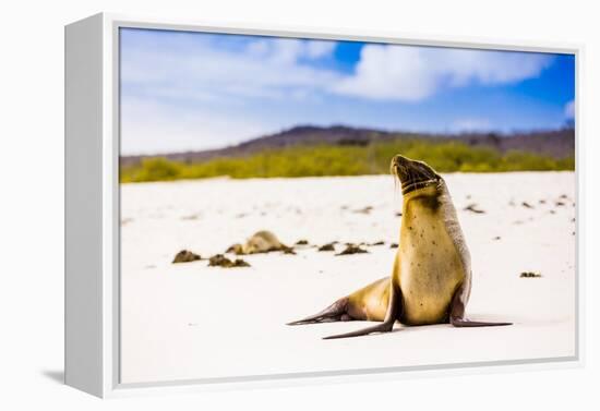 Sea lions on Floreana Island, Galapagos Islands, UNESCO World Heritage Site, Ecuador, South America-Laura Grier-Framed Premier Image Canvas