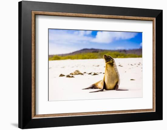 Sea lions on Floreana Island, Galapagos Islands, UNESCO World Heritage Site, Ecuador, South America-Laura Grier-Framed Photographic Print